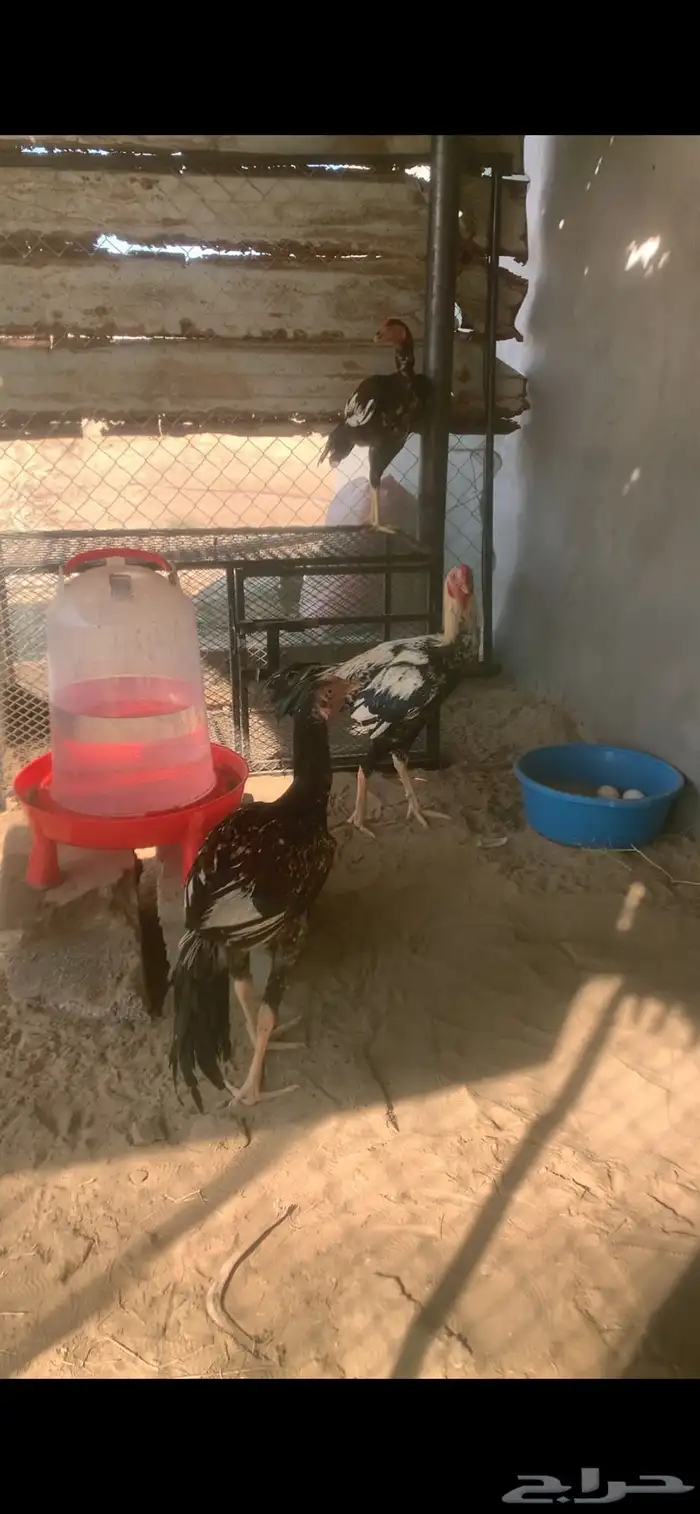 ديك باكستاني شرط 1