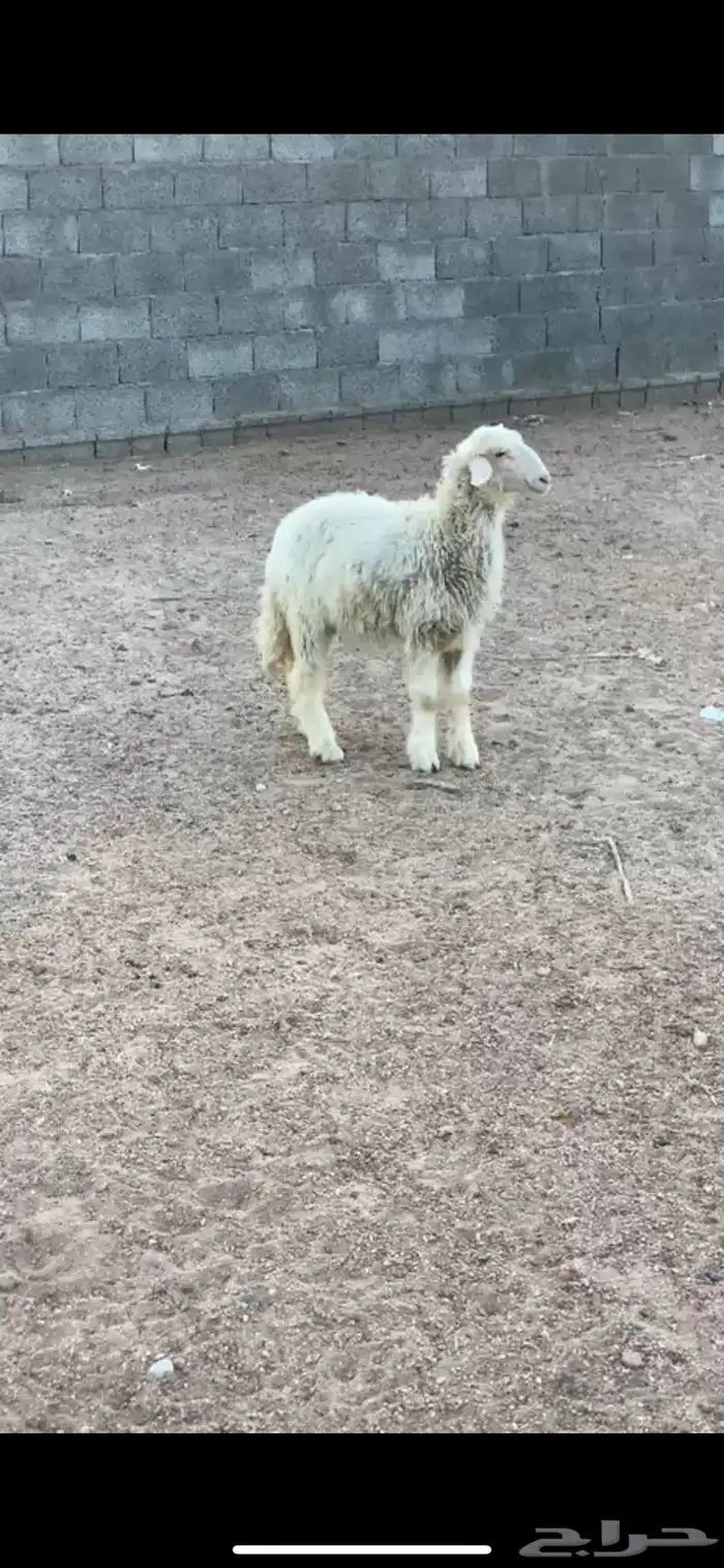 رخل صفراء بلديه سمينه كفو وصحتها شرط 2