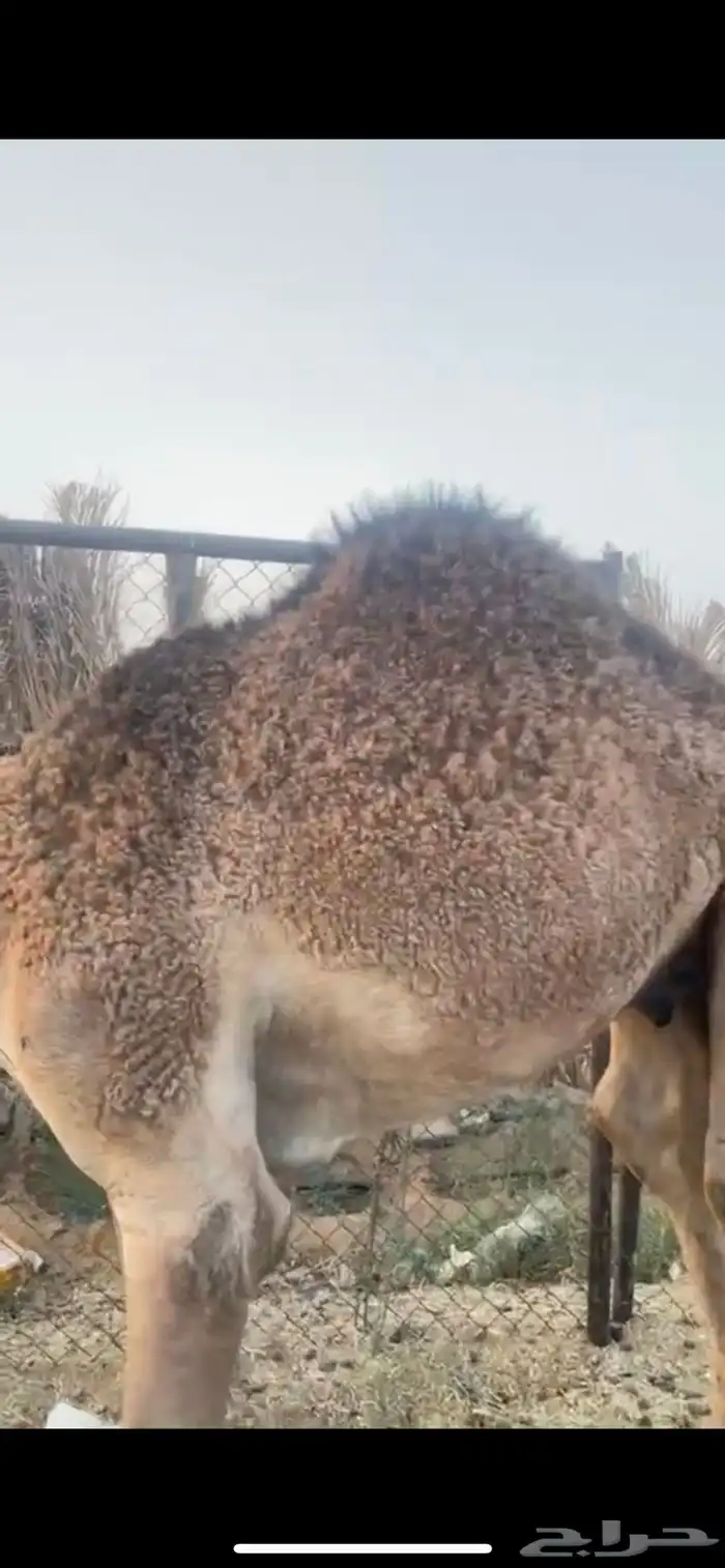 قعود 4