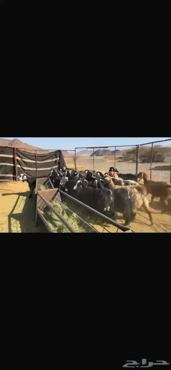 معزا العدد 23 تحتها 17 3