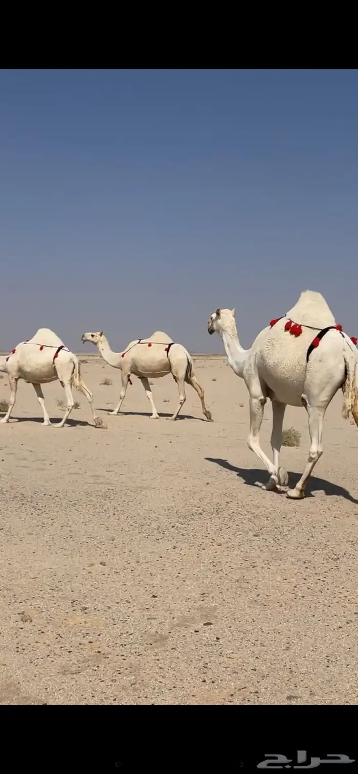 ابل للبيع مراح واحد بمعداتها 2