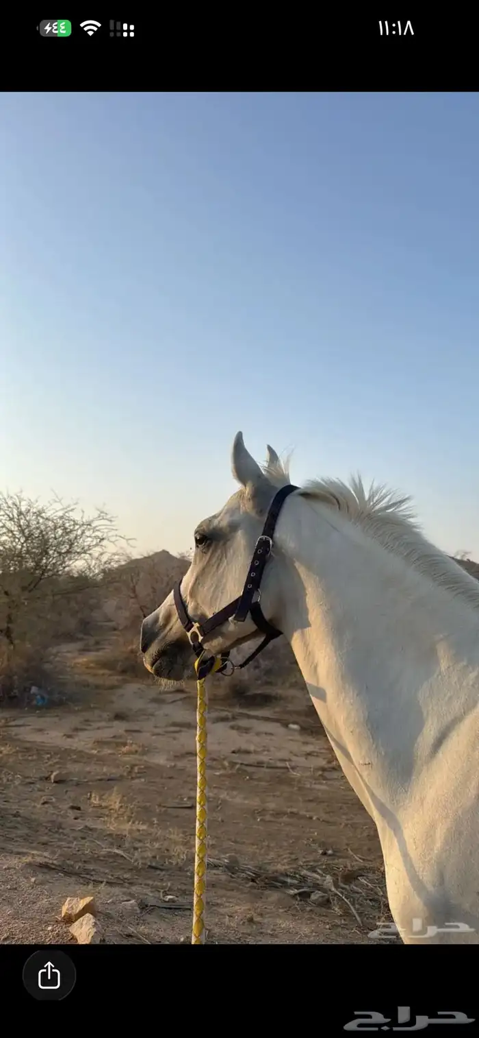 خيل شعبي كفو سليم على الشرط 5