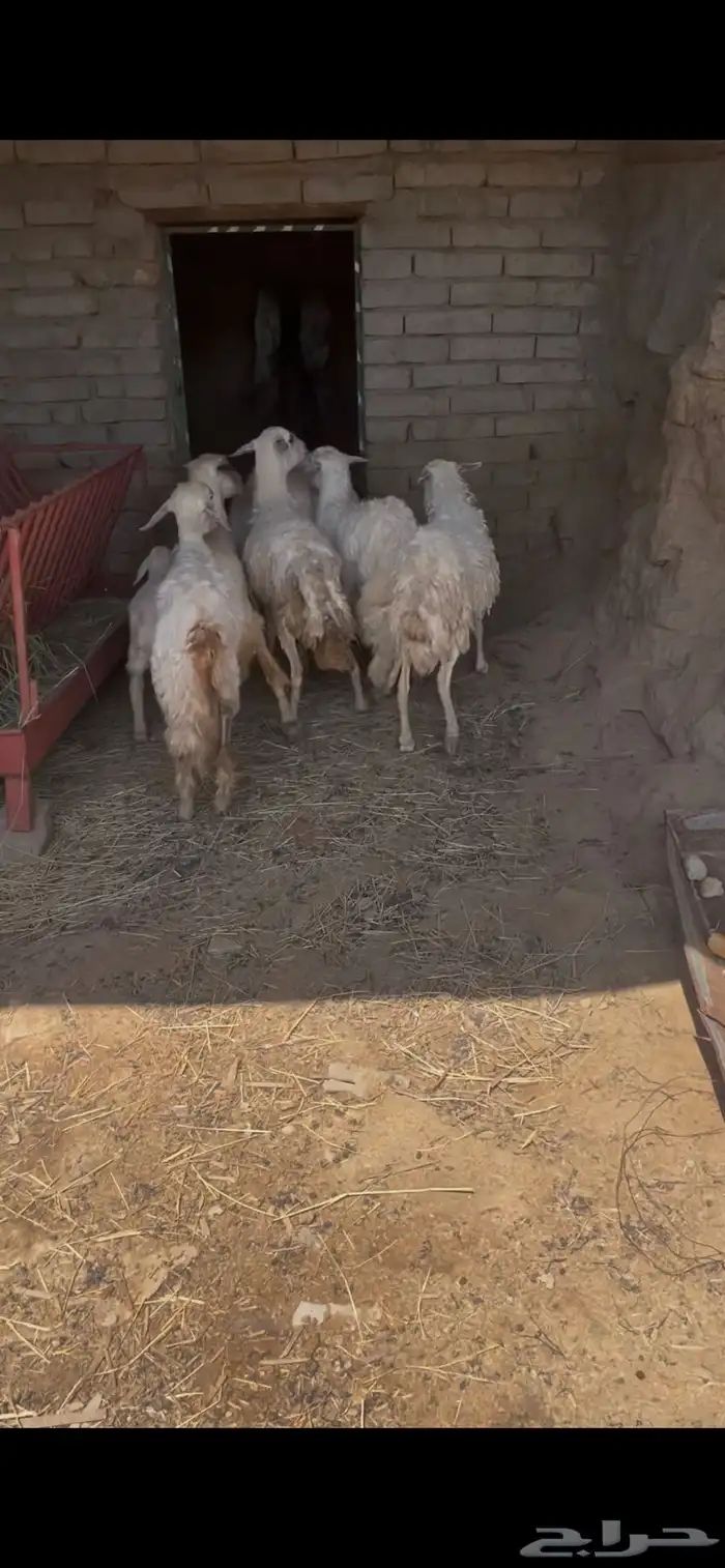 ضان للبيع ضان عجوز البيع مستعجل مستعجل 4