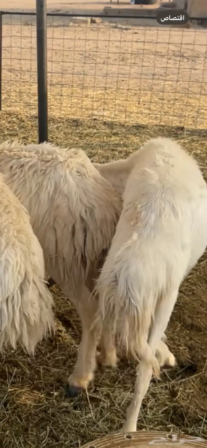 للبيع حريه 1