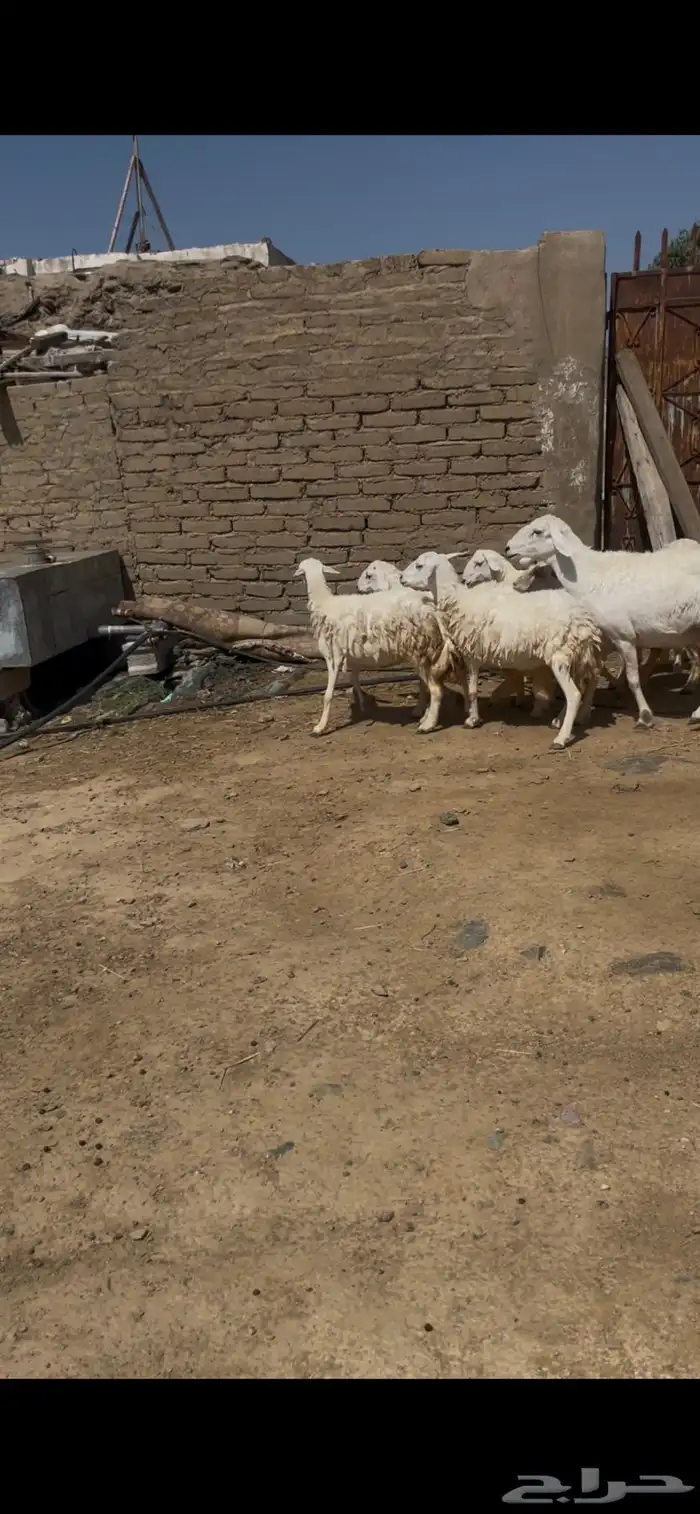 ضان للبيع ضان عجوز البيع مستعجل مستعجل 10