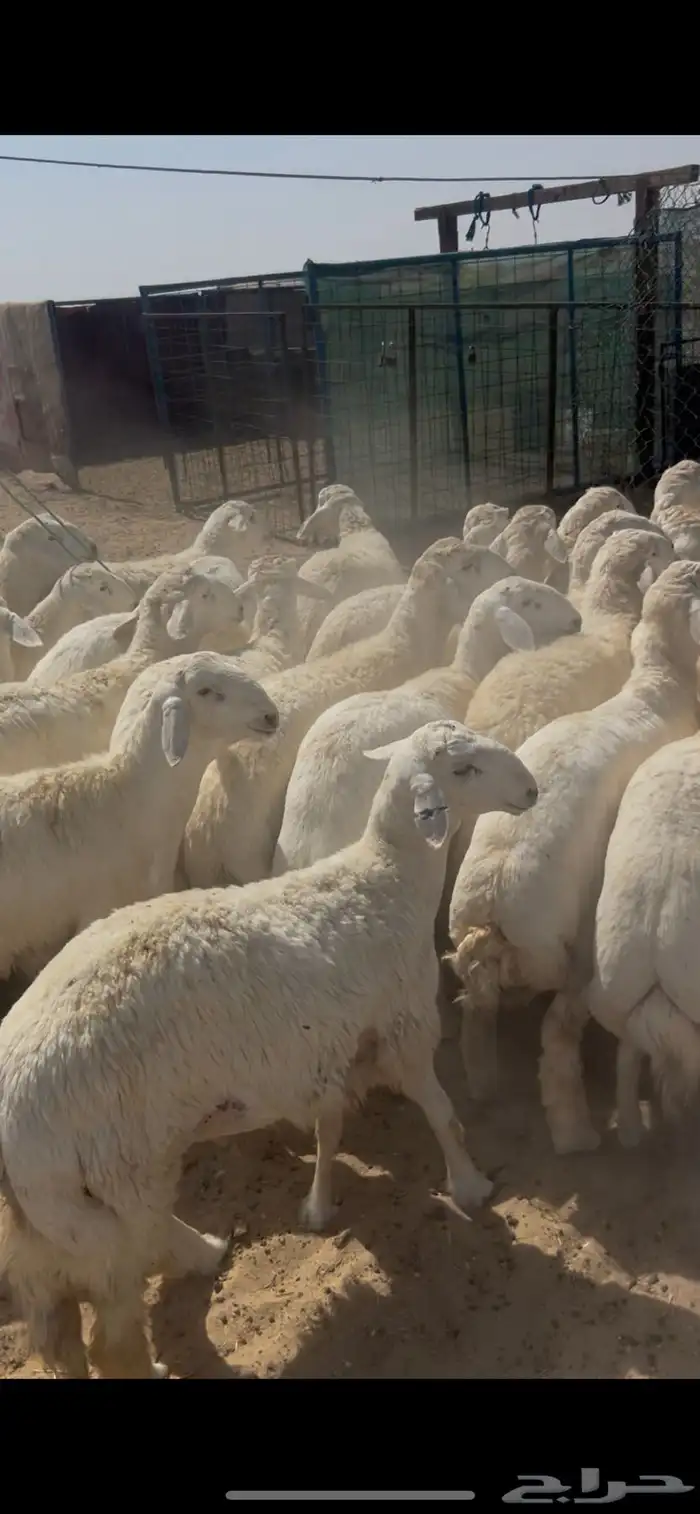 حريات جبر ووسط ونعيم جبر ووسط 4