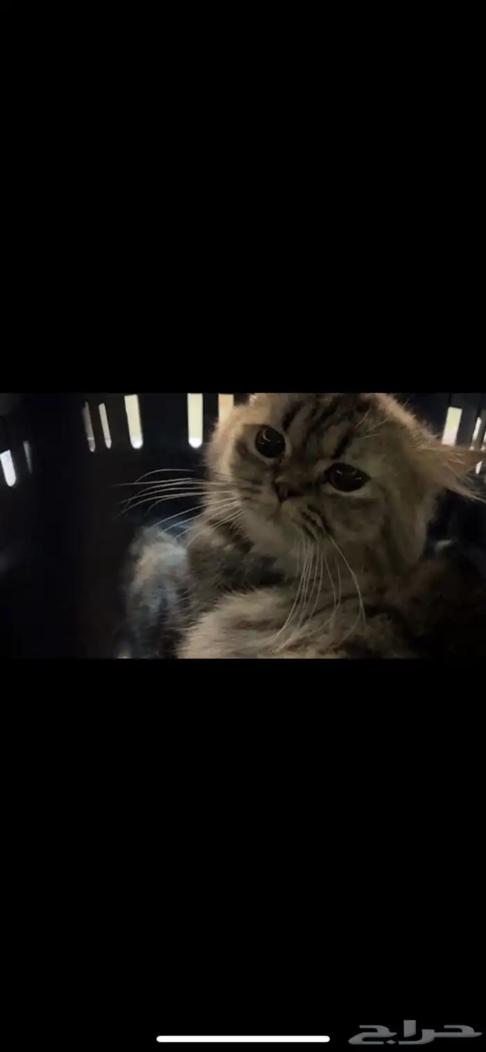 قط ذكر للتبني 1