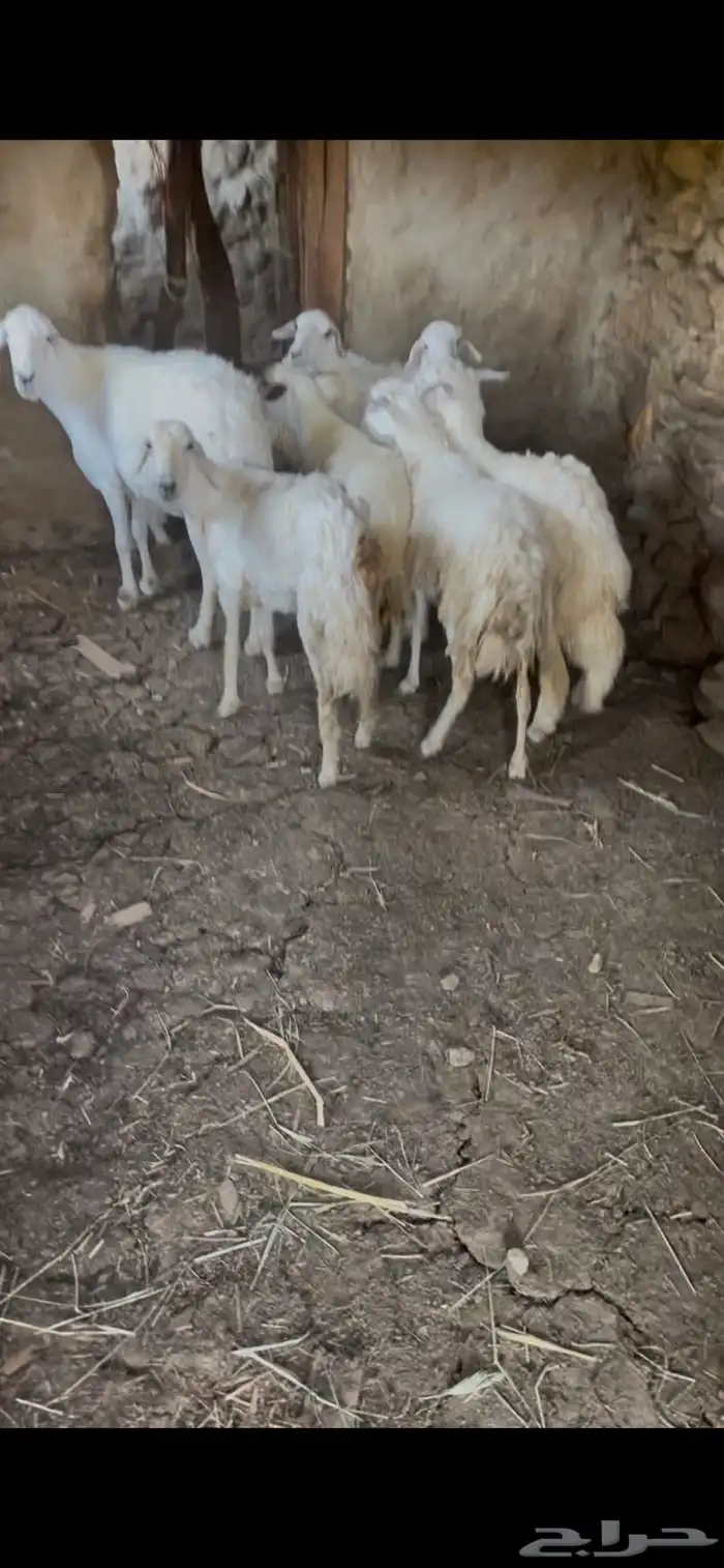 ضان للبيع ضان عجوز البيع مستعجل مستعجل 0