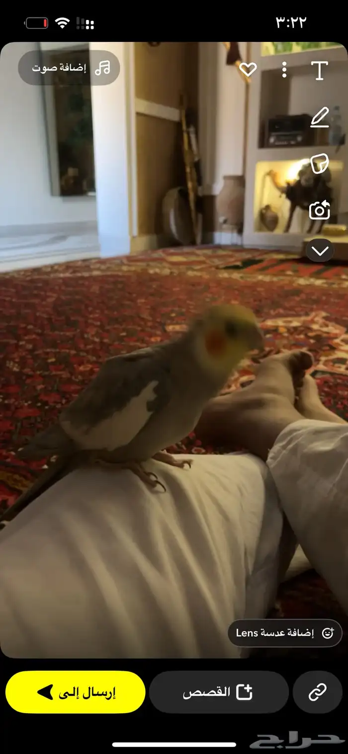 بغبغاء كروان يرقص ويحب يصفر ويغرد وصوته حلو كيوت 0