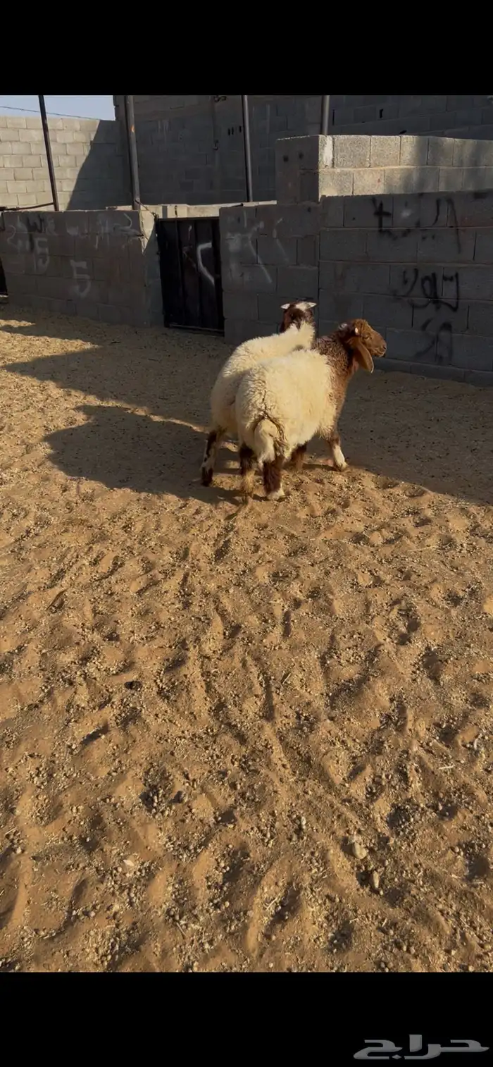 هرافي نعيم. العدد 2 خرفان لباني البيع 2300 ريال جمله 3