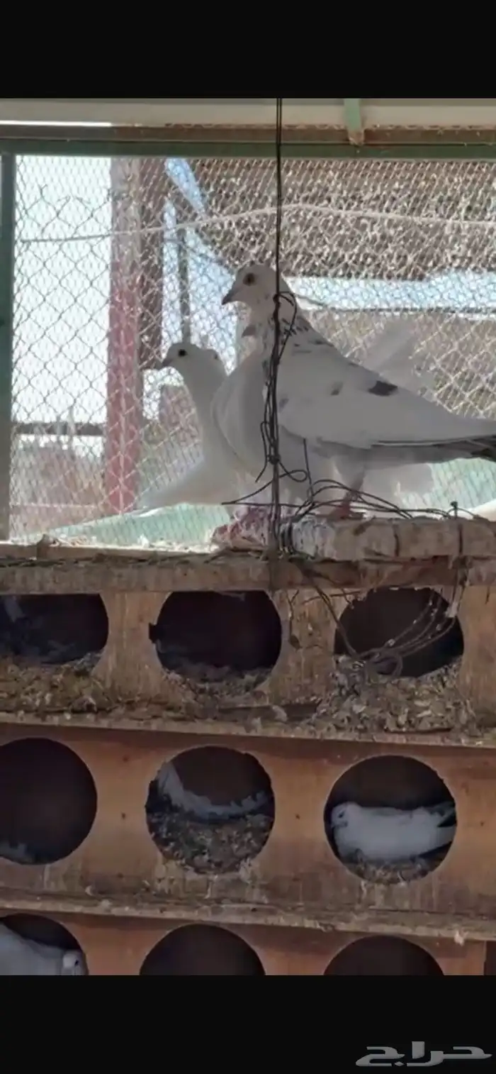 سلام عليكم عندي حول الثلاثين جوز حمام حدي بالجوز عشرين 2