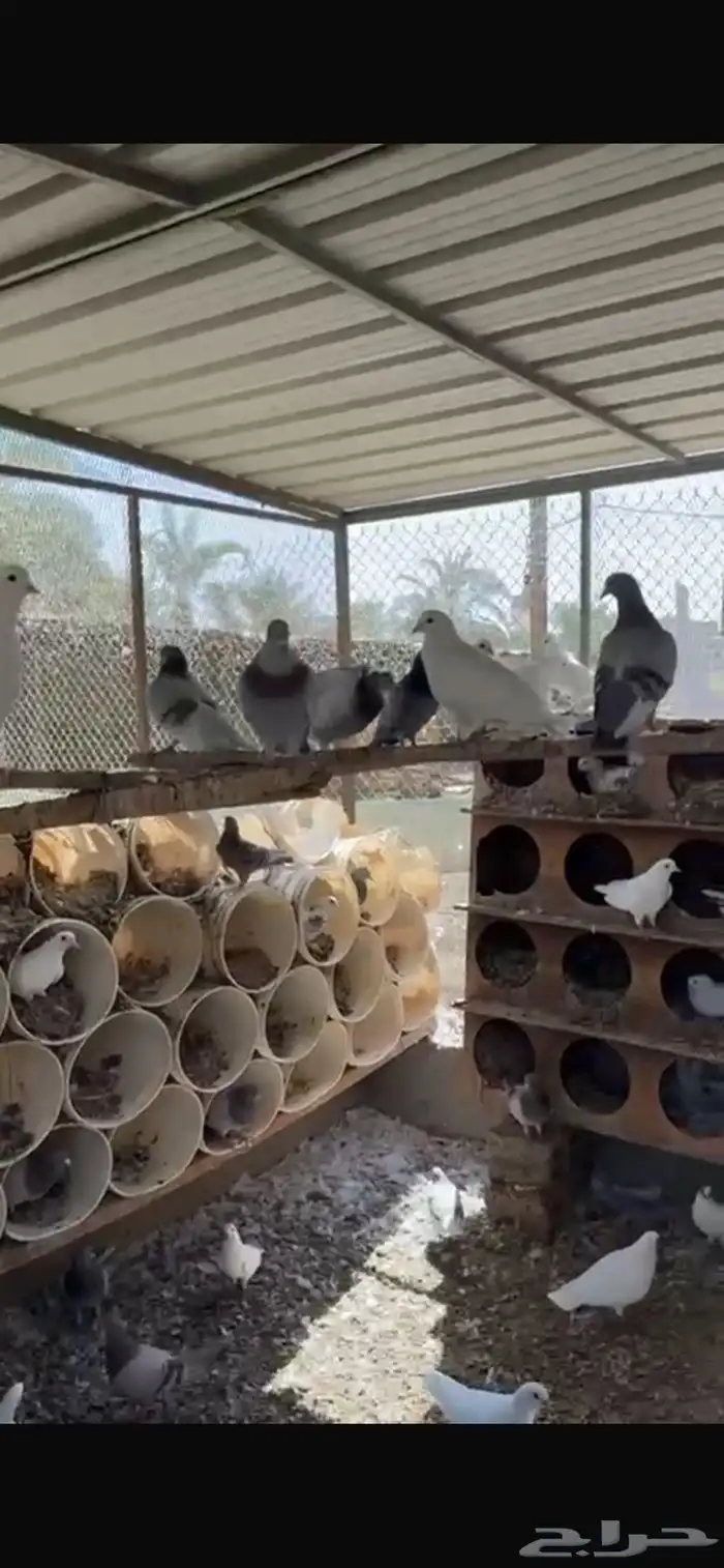 سلام عليكم عندي حول الثلاثين جوز حمام حدي بالجوز عشرين 1