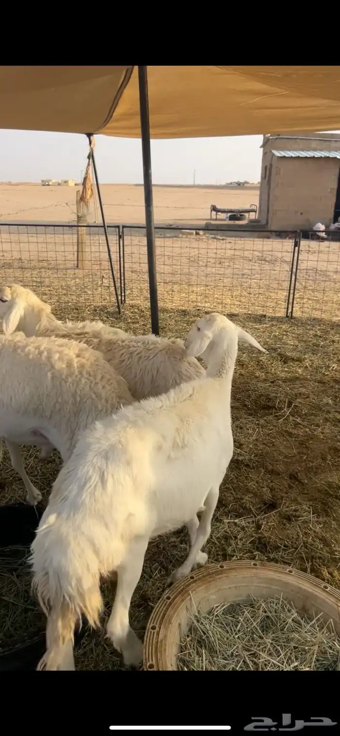 للبيع حريه 2