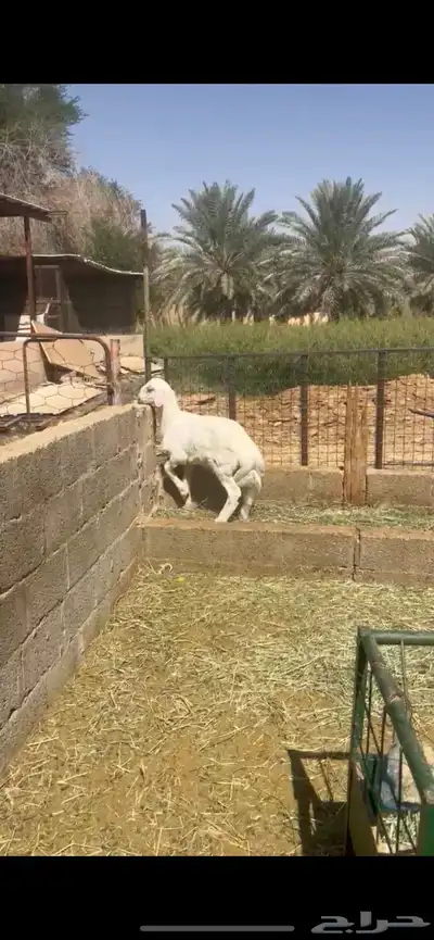 طلي حري جرم ناهي 0