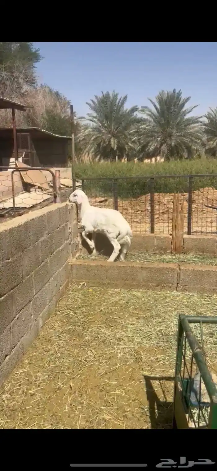 طلي حري جرم ناهي 0