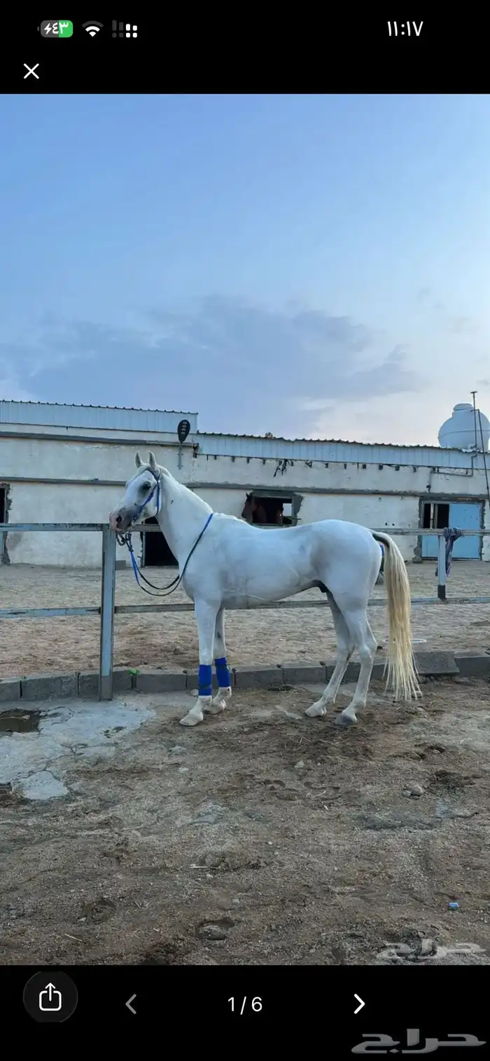 خيل شعبي كفو سليم على الشرط 1