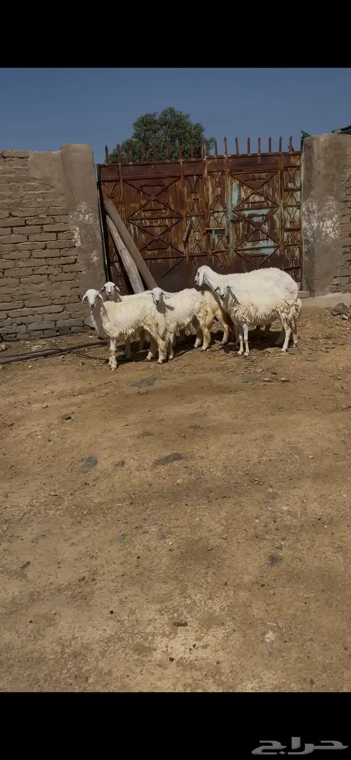 ضان للبيع ضان عجوز البيع مستعجل مستعجل 7