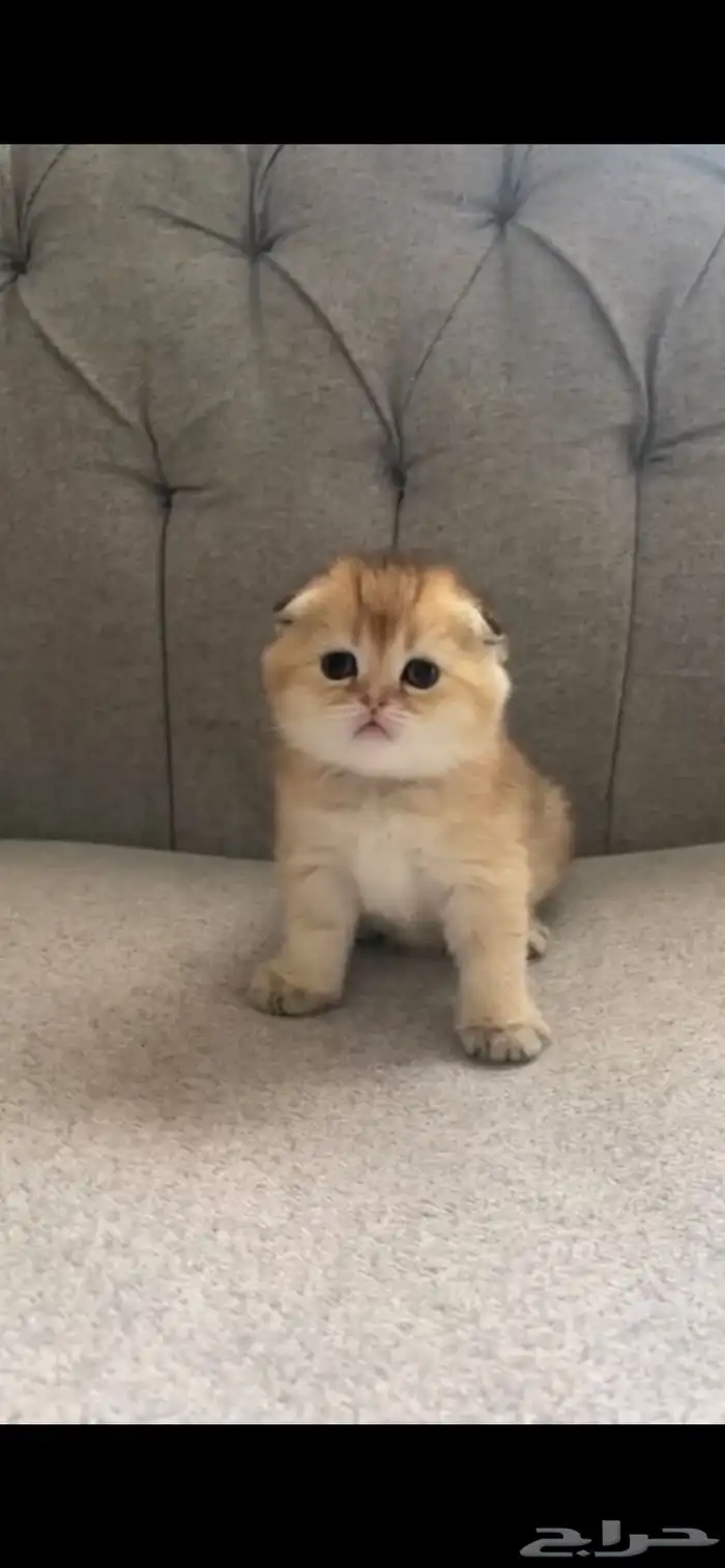 قطط سكوتش فولد قولد بيور صغيره للبيع 1