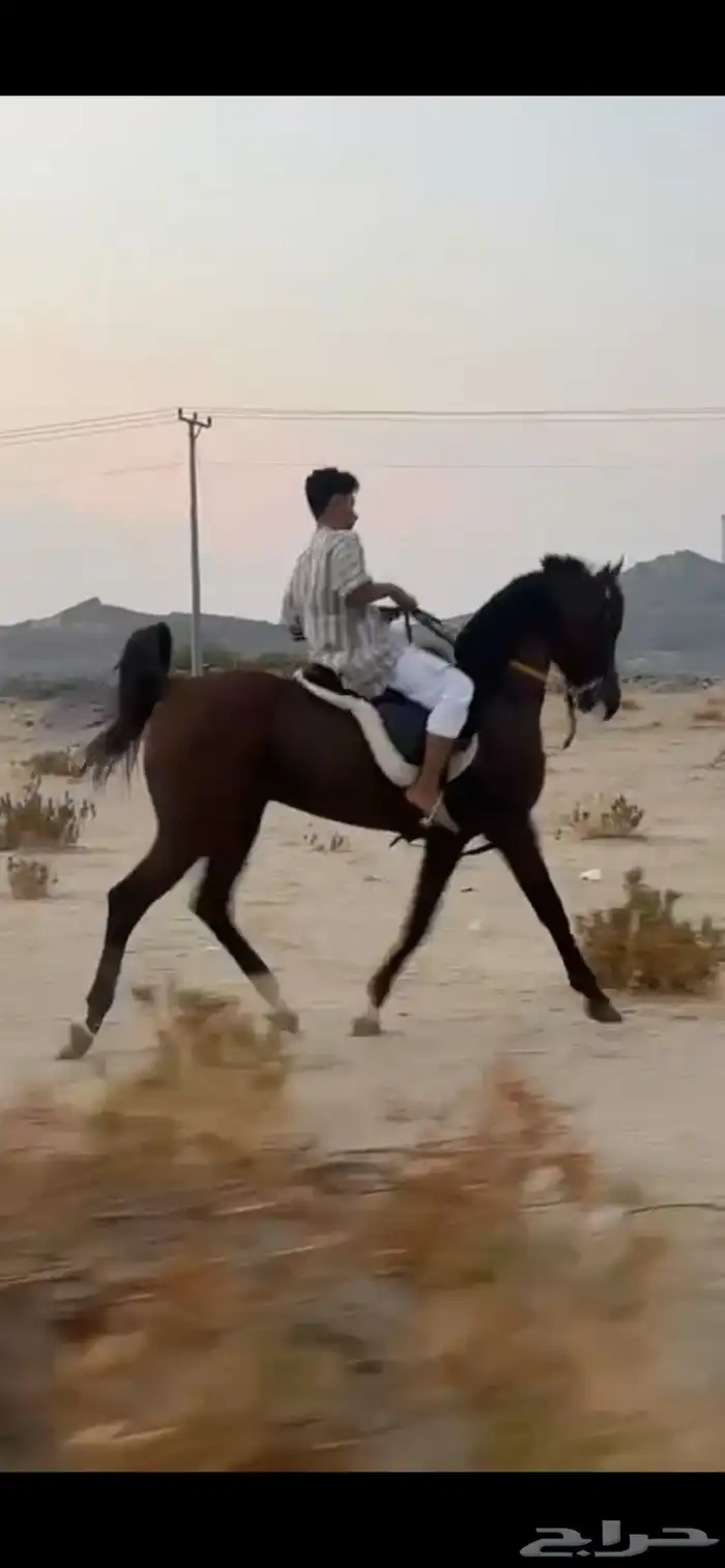 حصان حار طرب 2