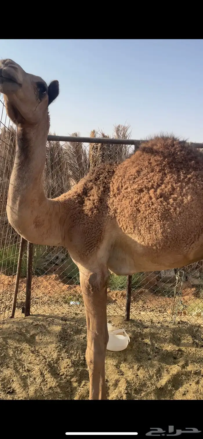 قعود 0