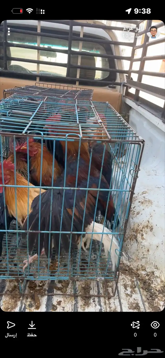 مطلوب ديوك بلدي للبيع العدد المفتوح 0