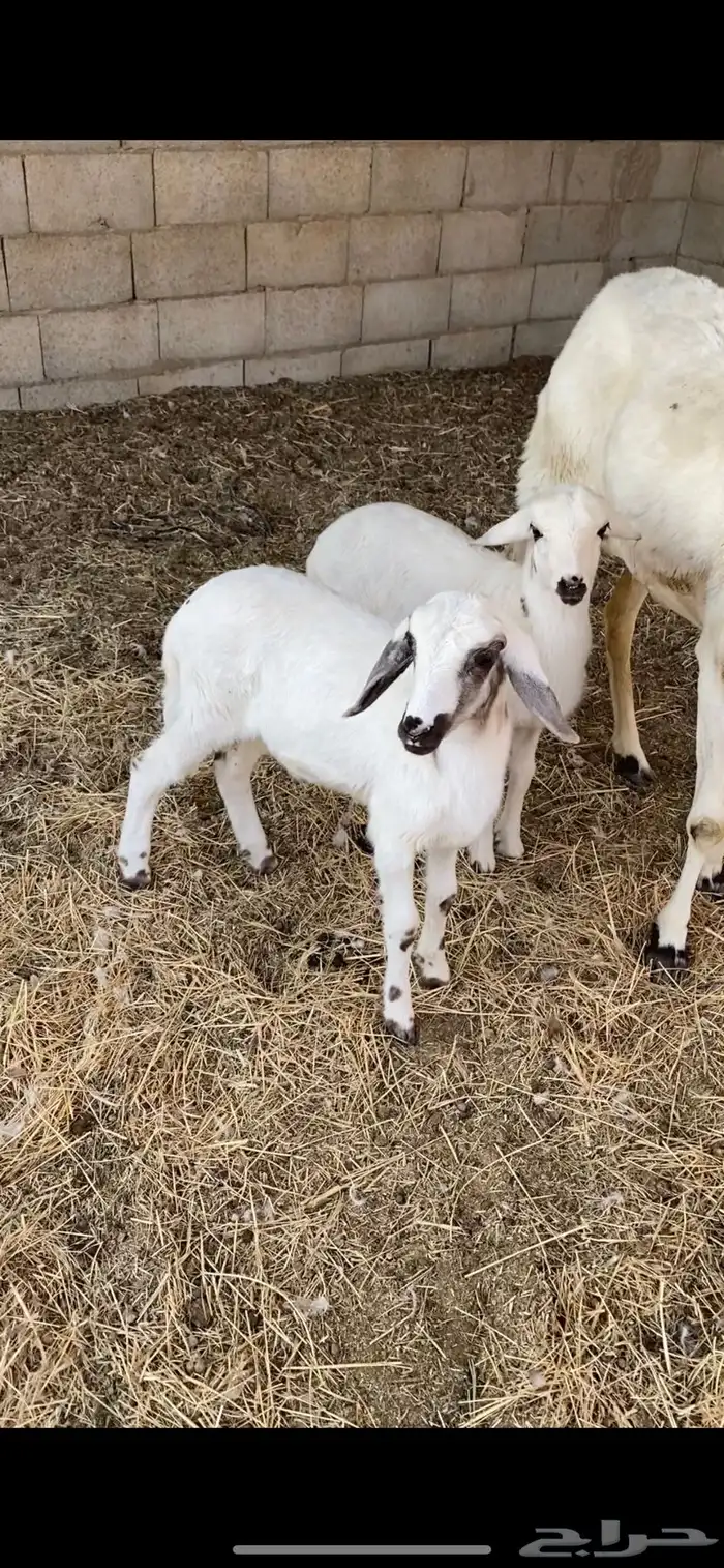 رخال سواكن دوغير 0