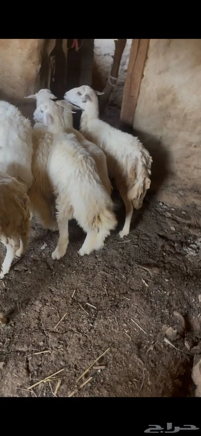 ضان للبيع ضان عجوز البيع مستعجل مستعجل 1