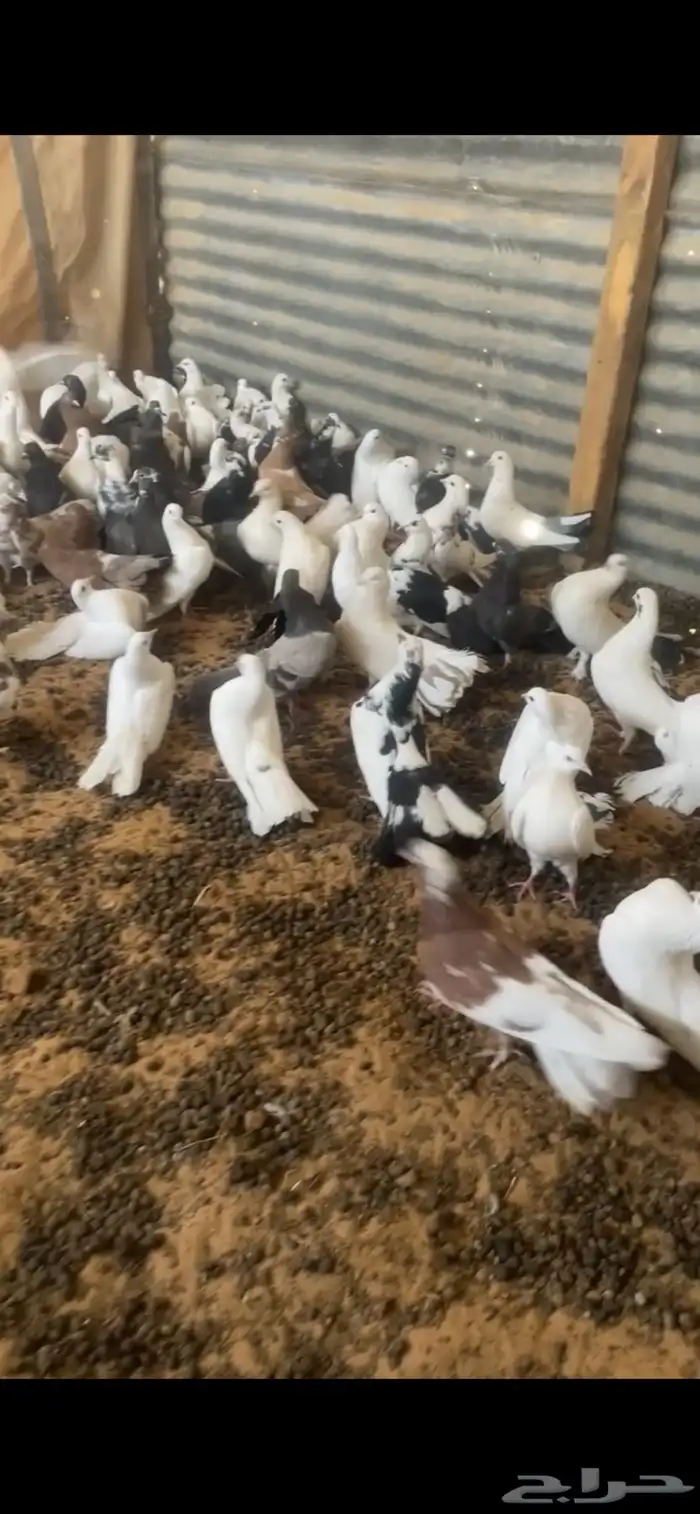 عشة حمام رقاص 0