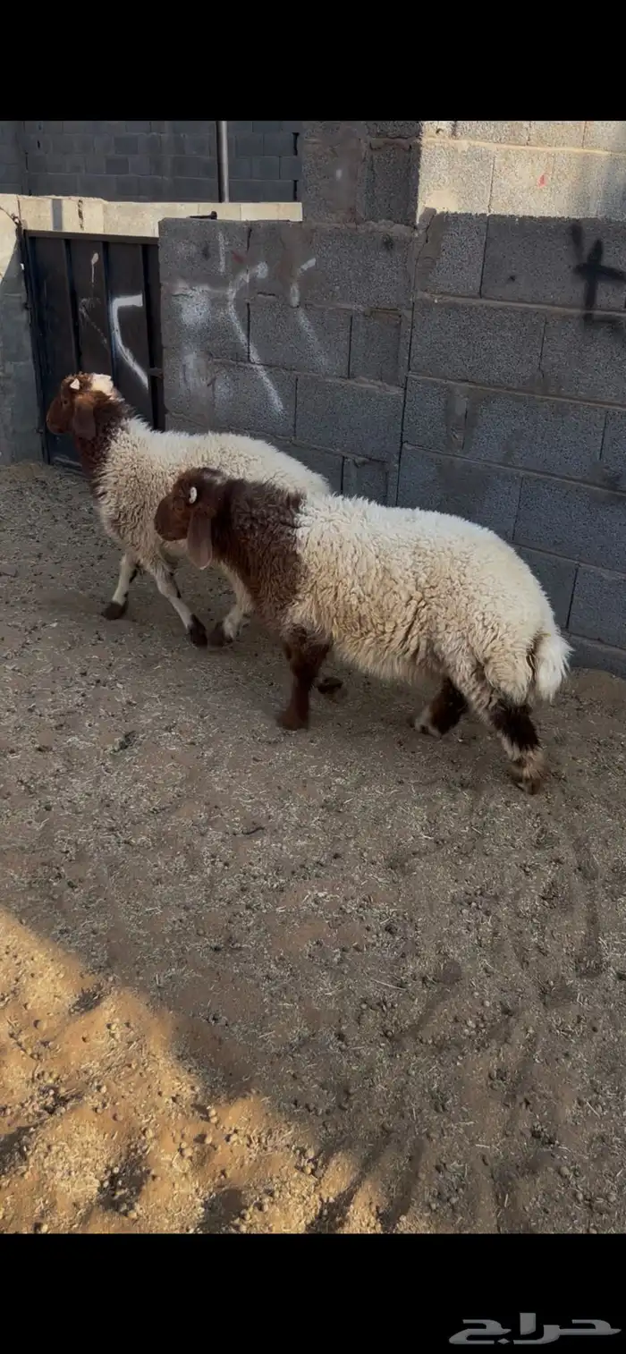 هرافي نعيم. العدد 2 خرفان لباني البيع 2300 ريال جمله 1