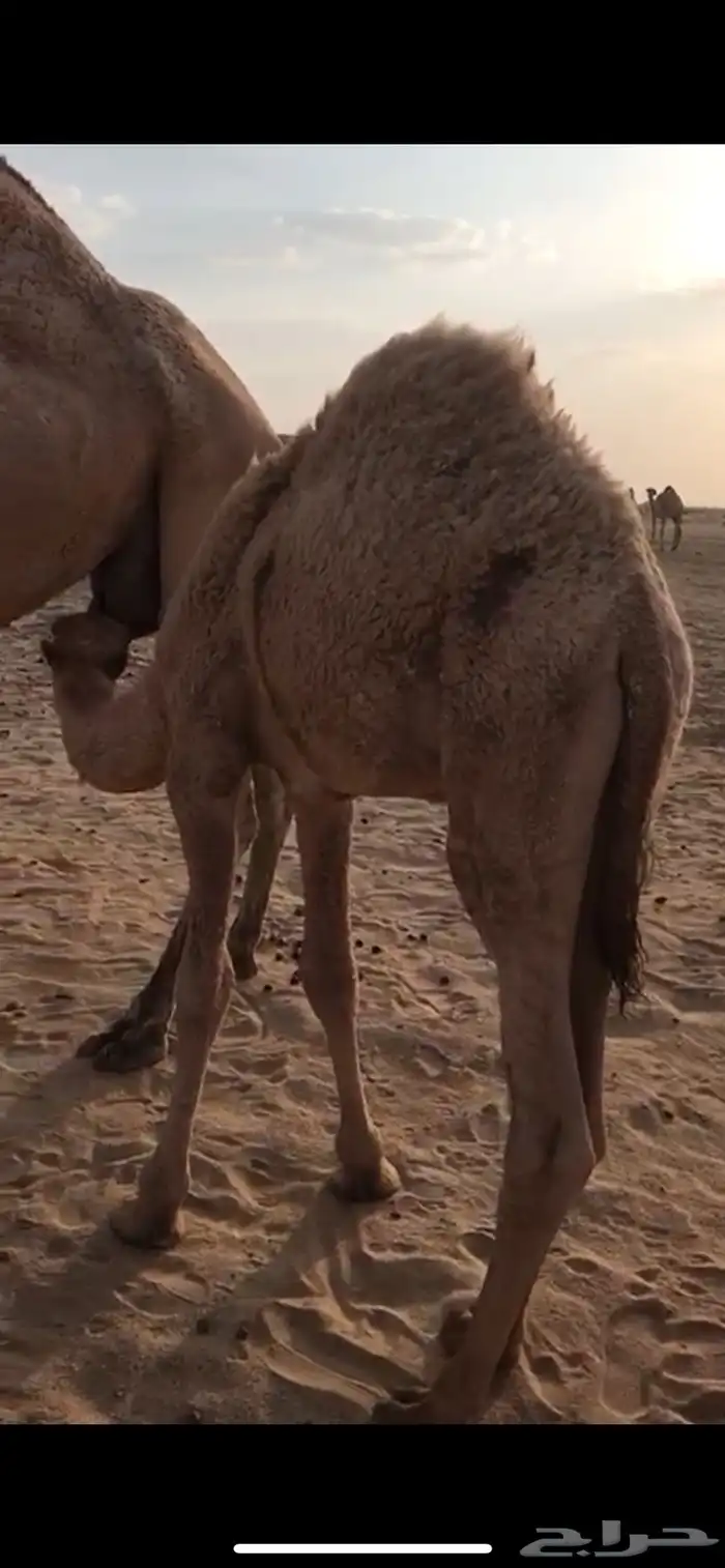 حشو لبانياات 2