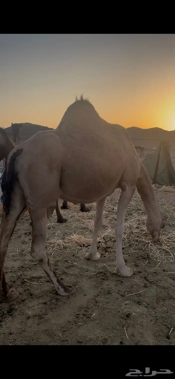 حمراء لحقه ملاقي 2