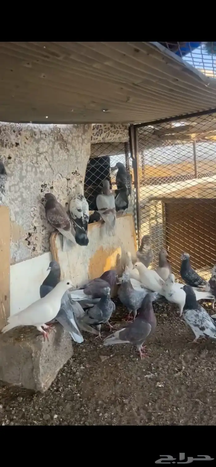 حمام للبيع 13 جوز 0