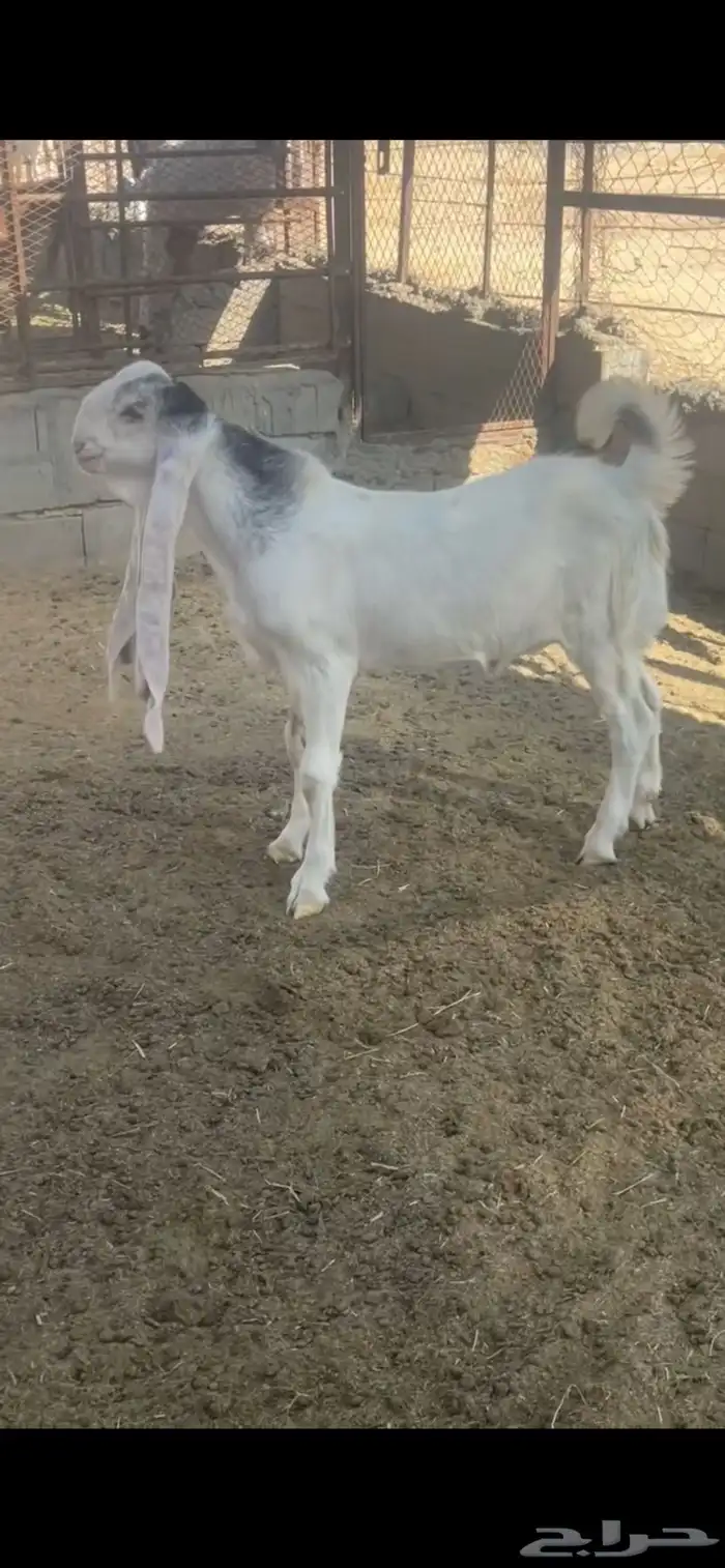 جفر هولندي فاخر 0
