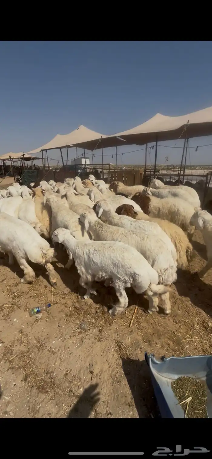 حريات جبر ووسط ونعيم جبر ووسط 1