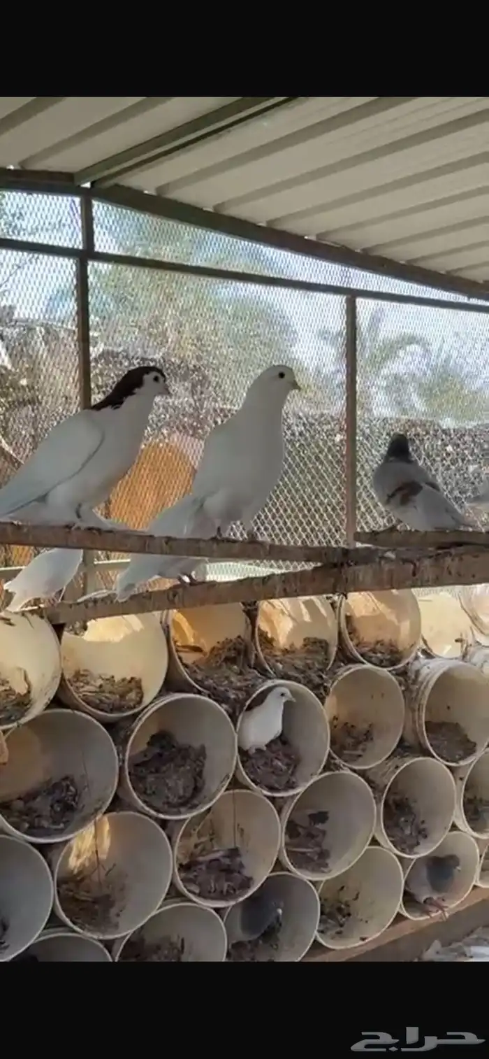 سلام عليكم عندي حول الثلاثين جوز حمام حدي بالجوز عشرين 0