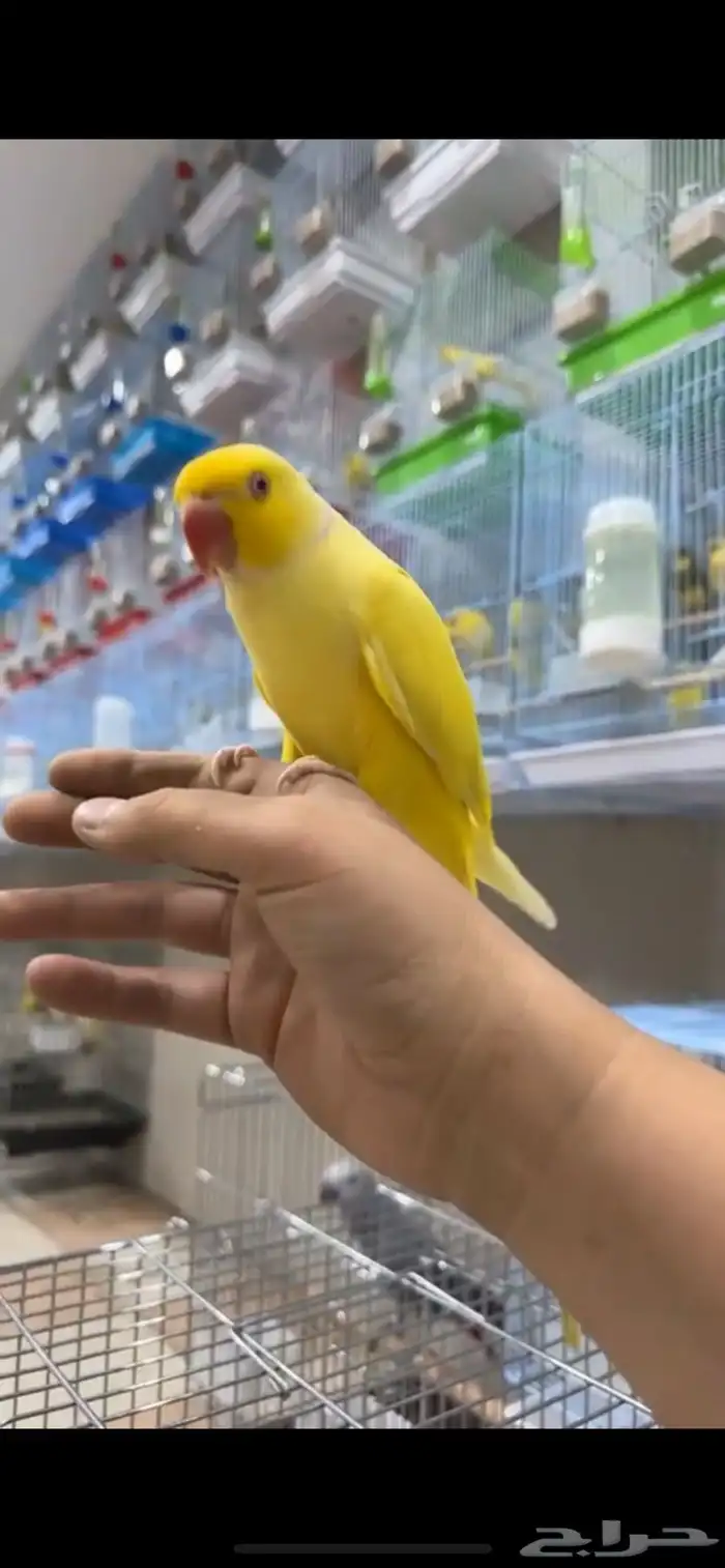 تم البيع تم البيع دره ذكر متكلم بطل 0