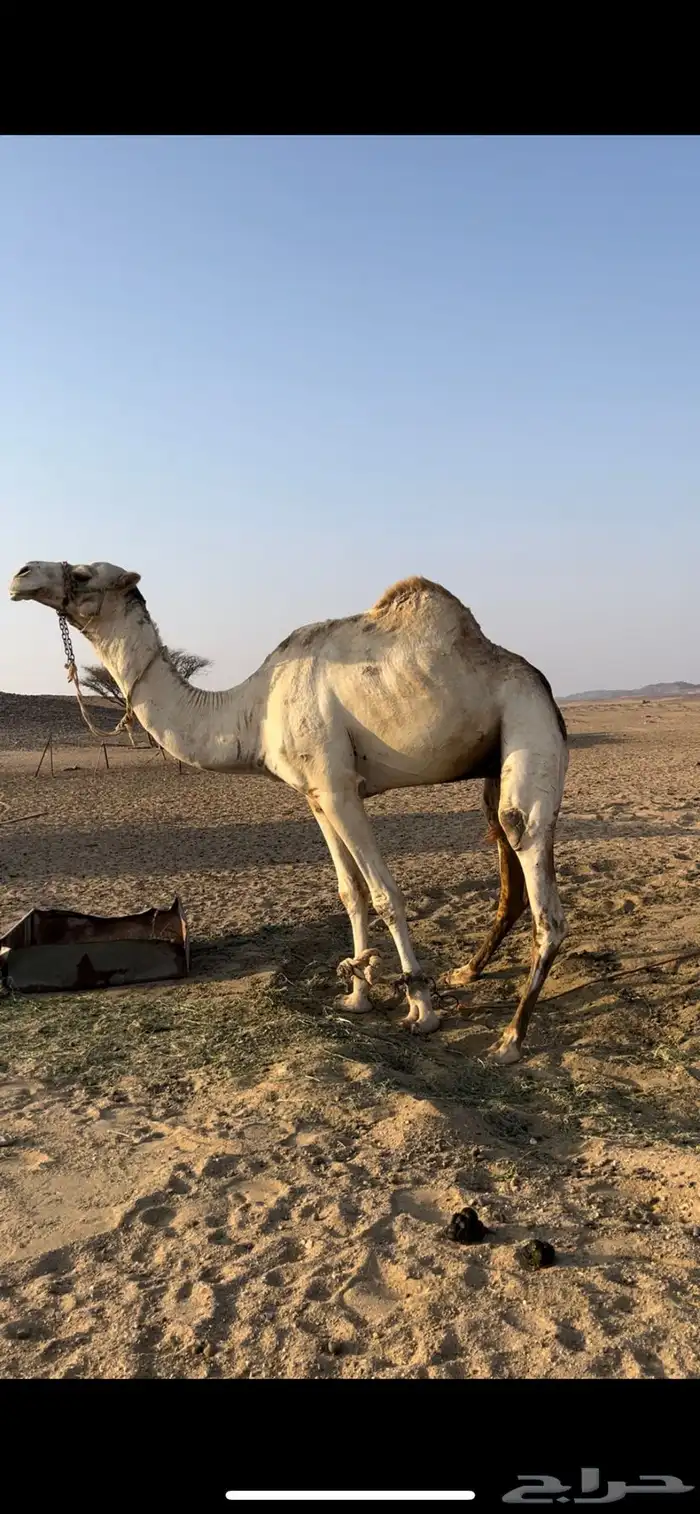 جمل 0