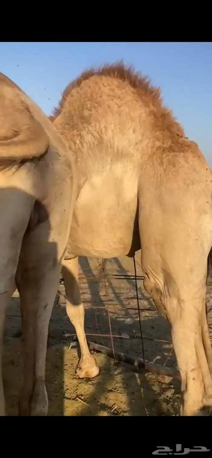 قعدان للبيع 4