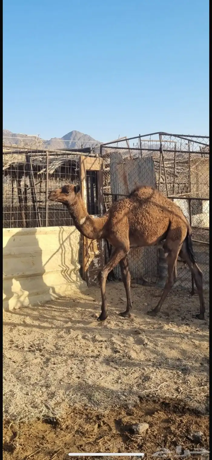 حاشي للبيع 1
