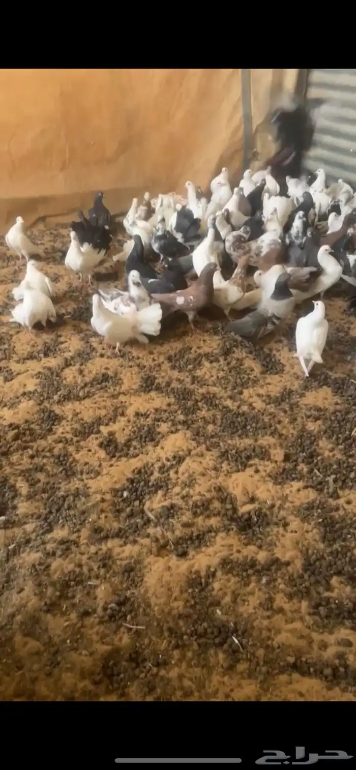 عشة حمام رقاص 1