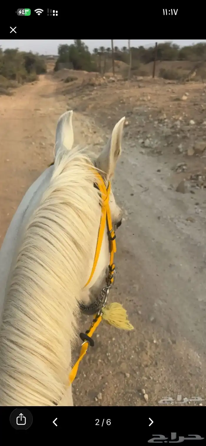 خيل شعبي كفو سليم على الشرط 4