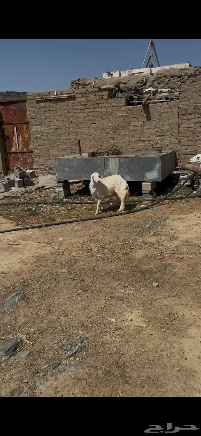 ضان للبيع ضان عجوز البيع مستعجل مستعجل 11