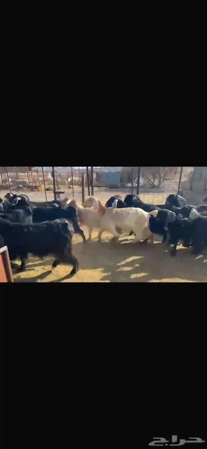 معزا العدد 23 تحتها 17 7