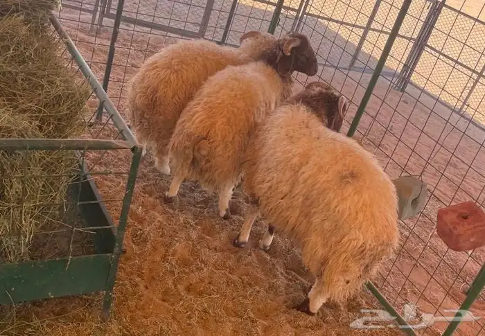 طليان ذبايح نعيم غنم 3