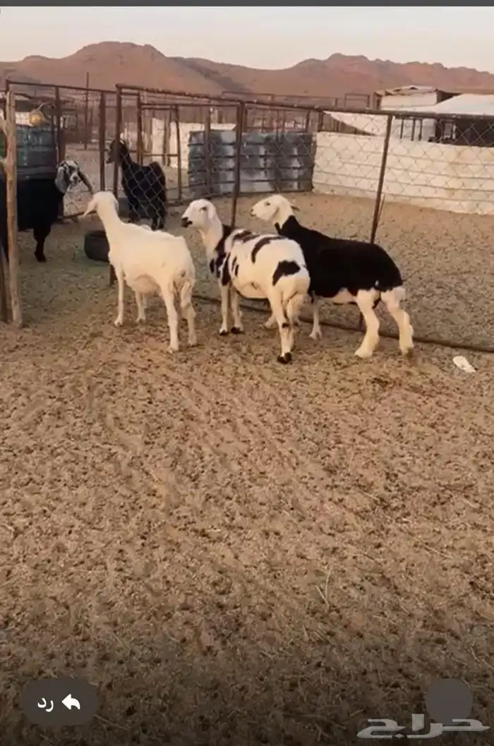 ضان للبيع 1