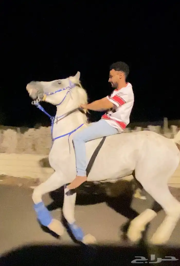 خيل عربي شعبي طرب 4