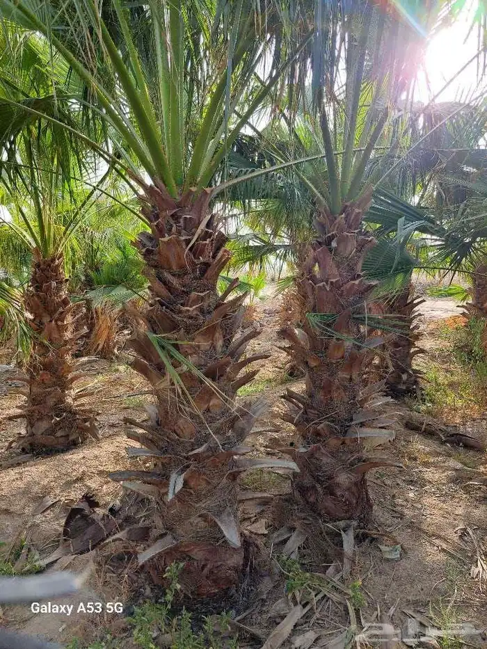 مقاول شبوك اشجار زيتون ونخل 1