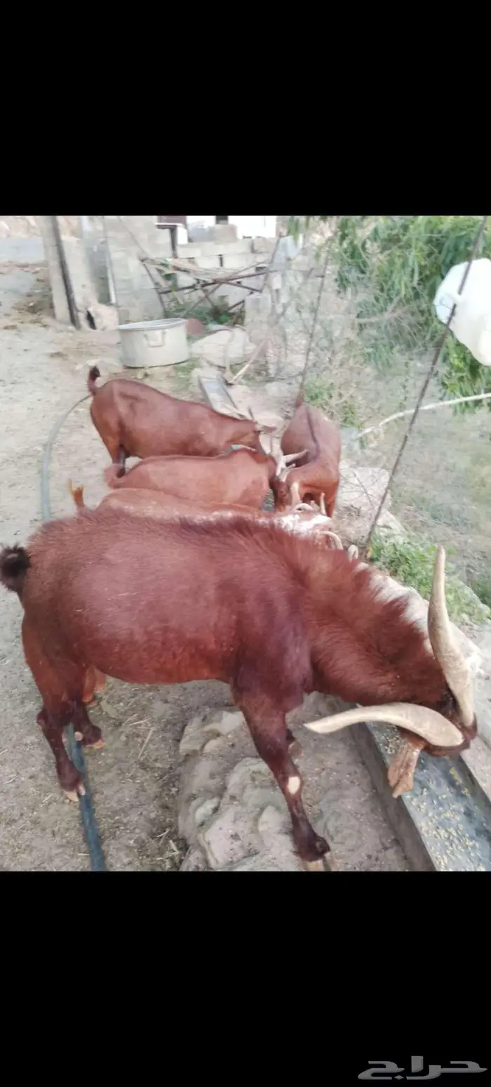 معزاء بلدي للبيع 0