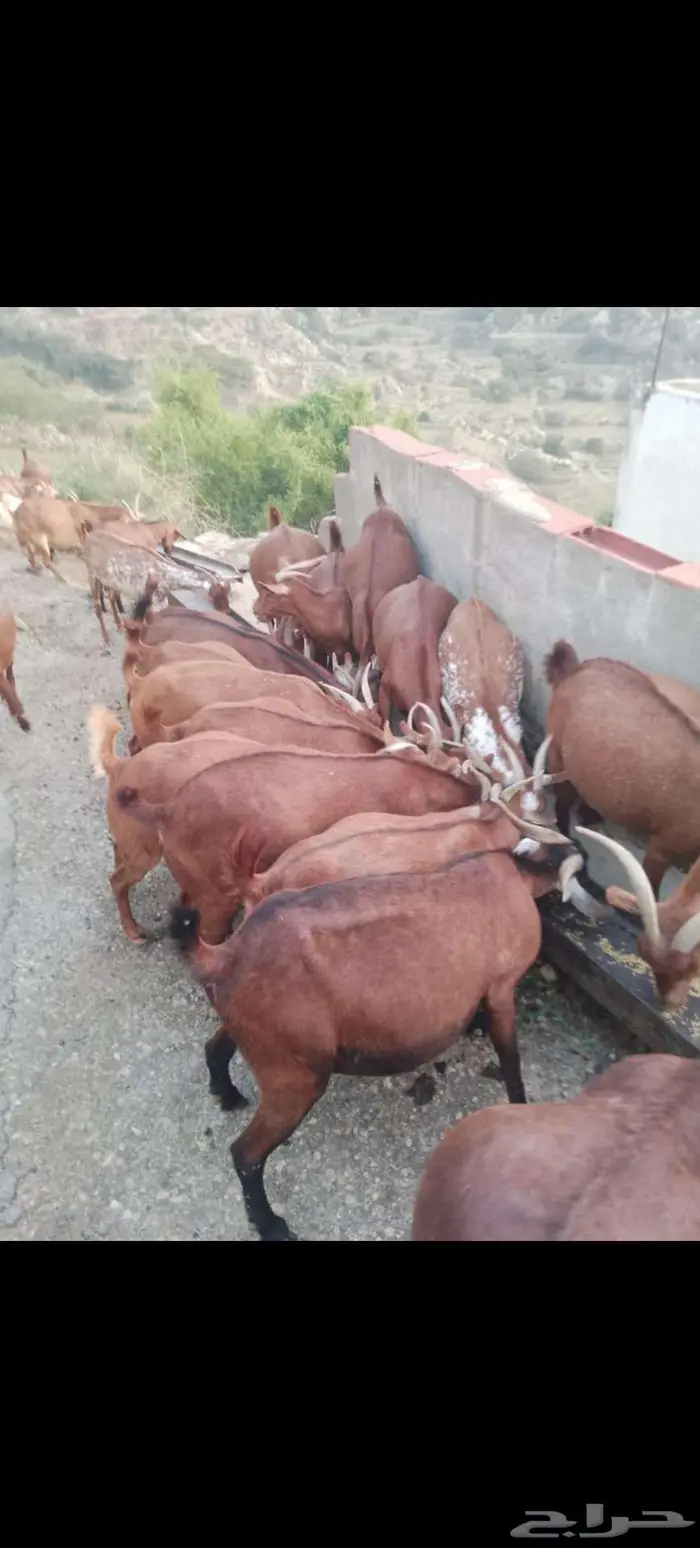 معزاء بلدي للبيع 1