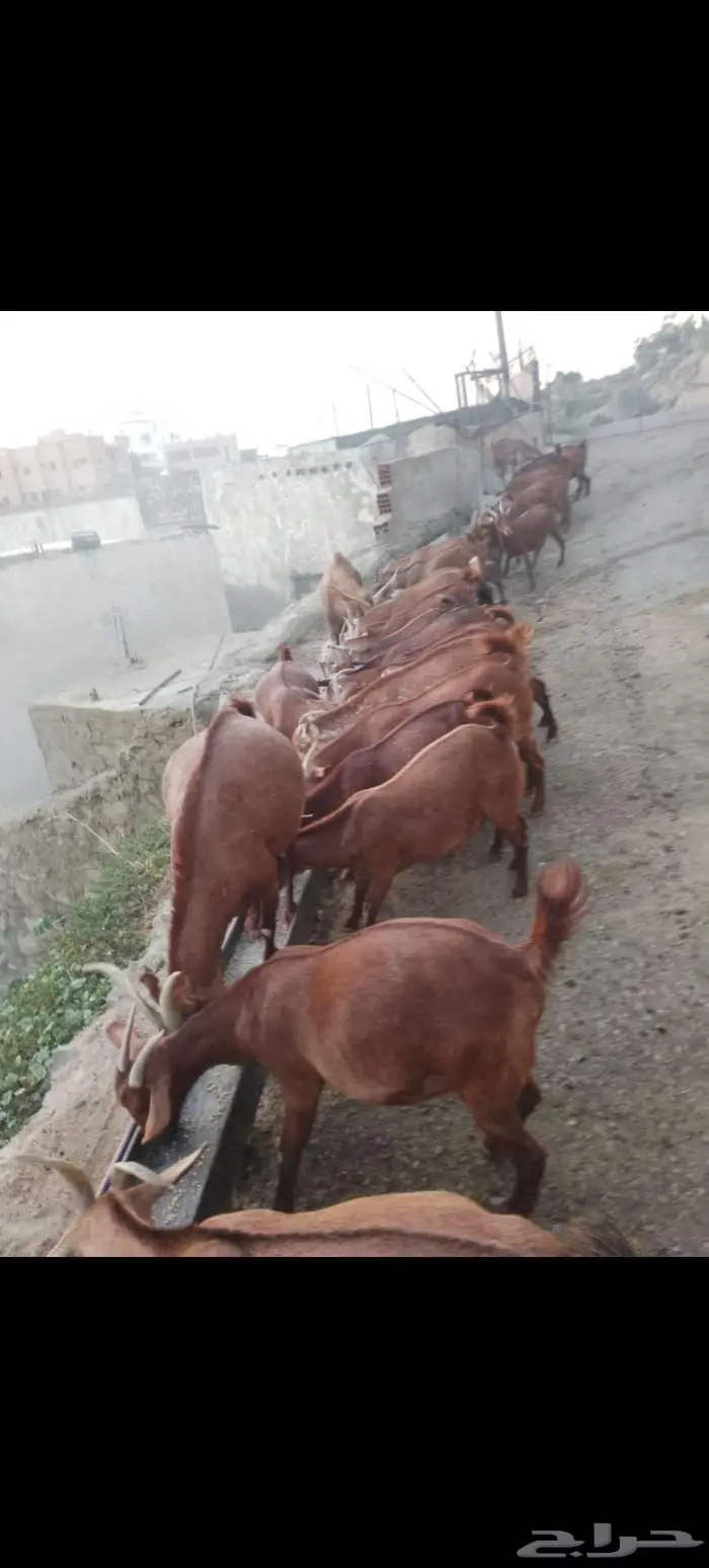 معزاء بلدي للبيع 5